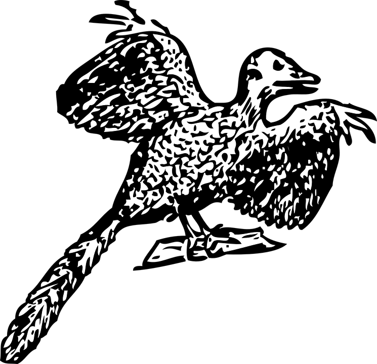 A drawing of an archaeopteryx