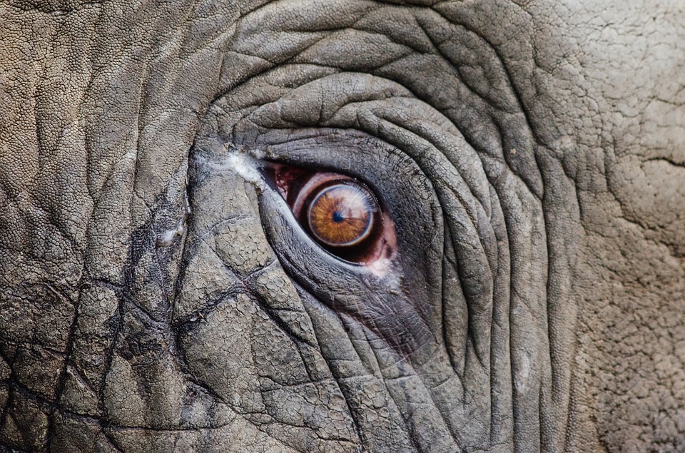 A picture of an elephant close up