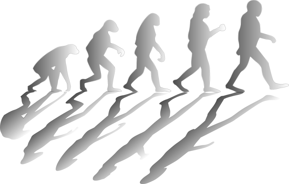 A silhouette of evolution between ape and man