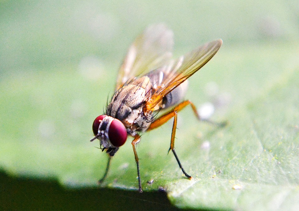 A picture of a fruit fly